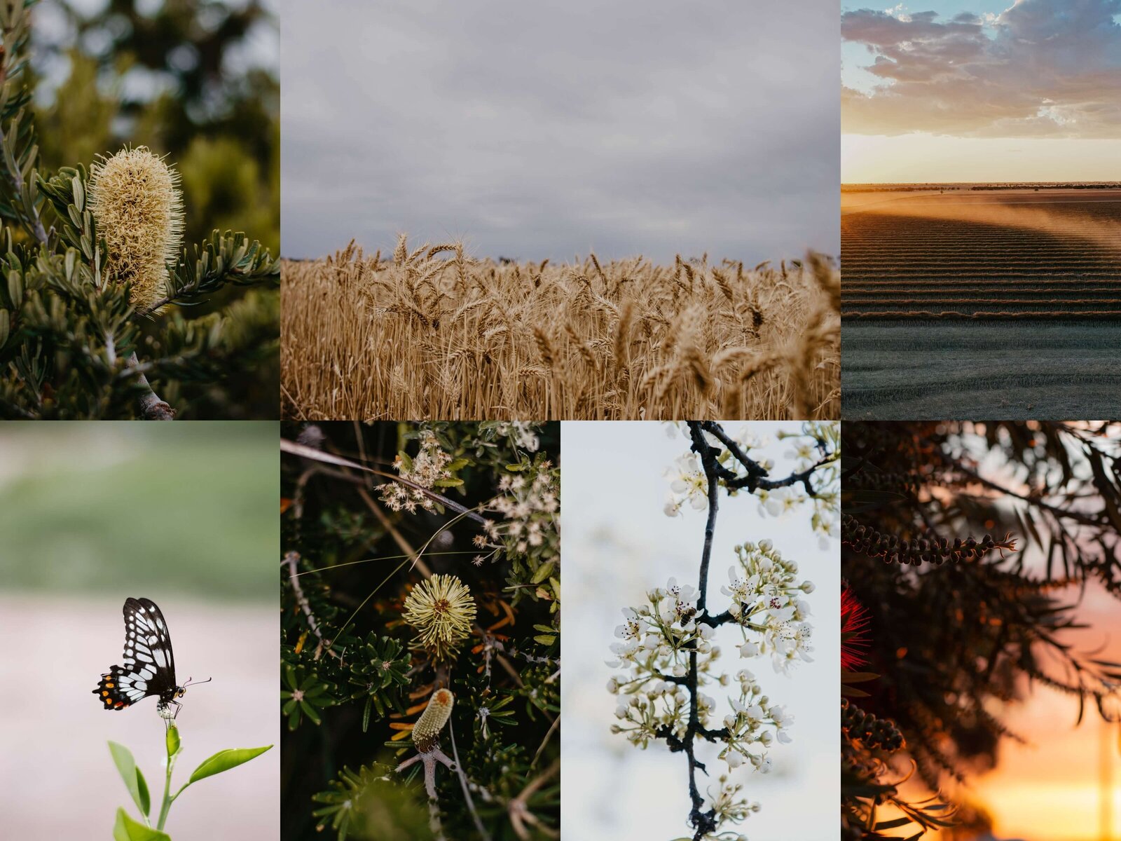 Season of Abundance