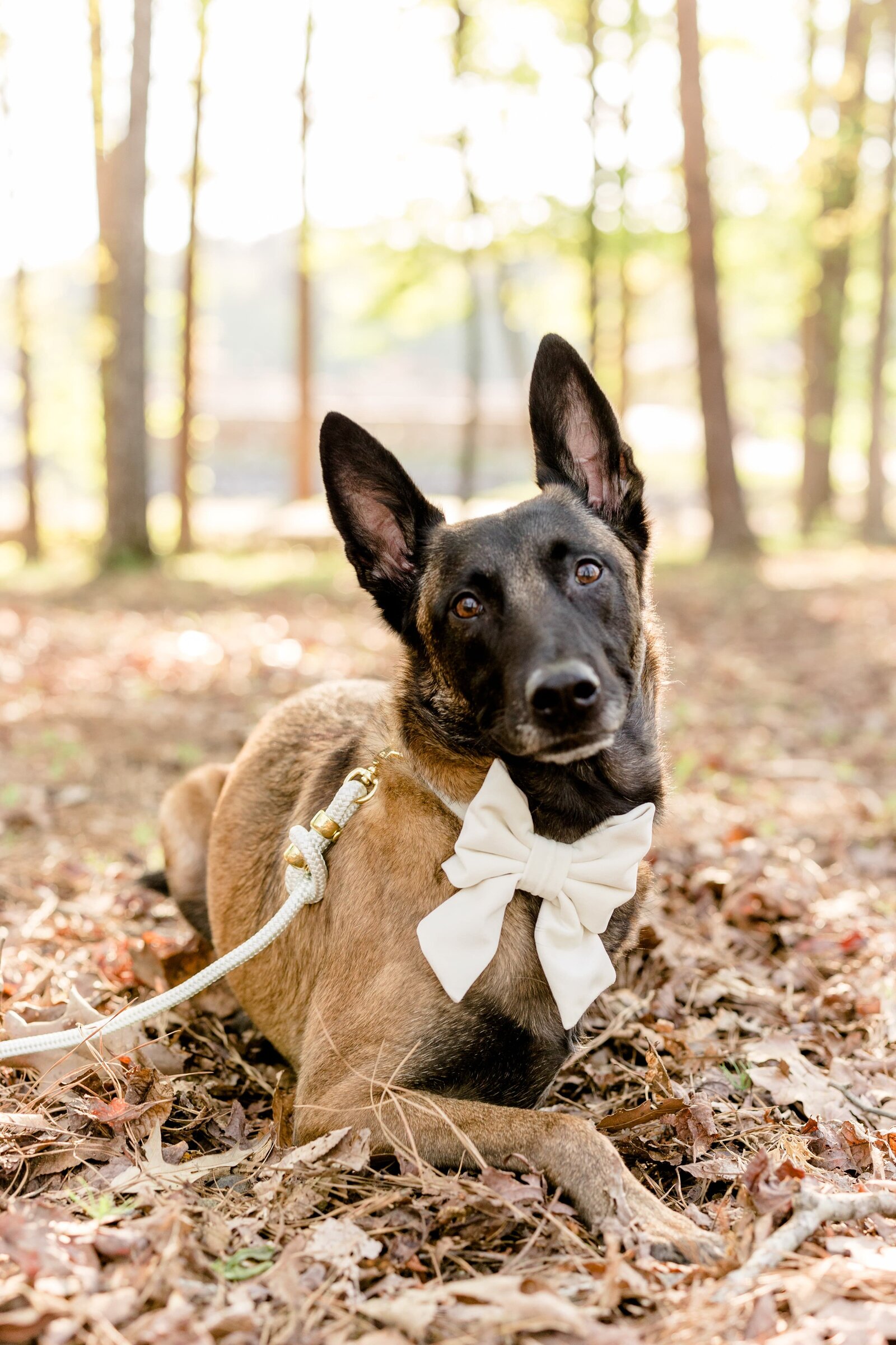 The Beloved Pup Photo Studio - Birmingham, Alabama Commercial Dog Photographer 57