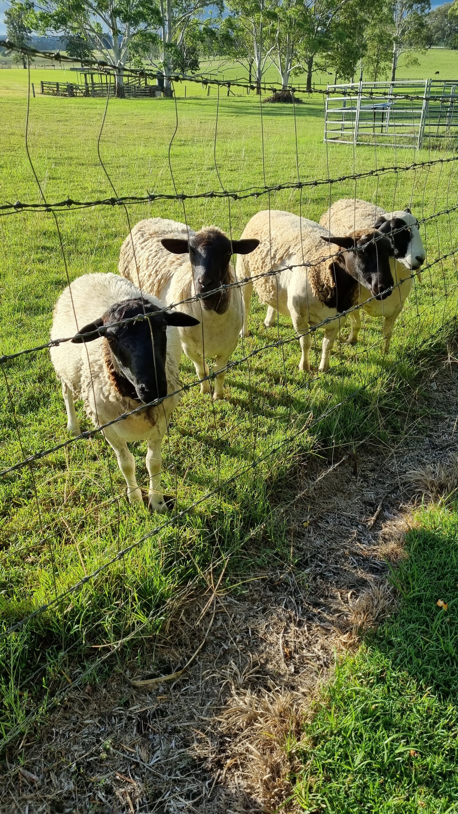 farmstay-dogs-schnoodle-breeders-schnoodle-puppies-nsw34