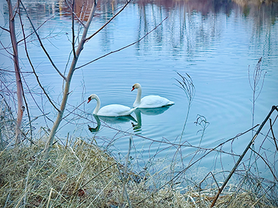 Two Swans