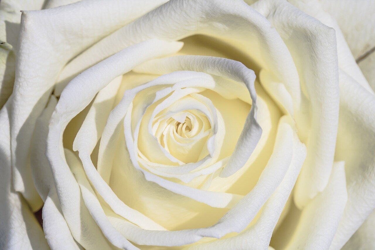 white-rose-3170283_1280