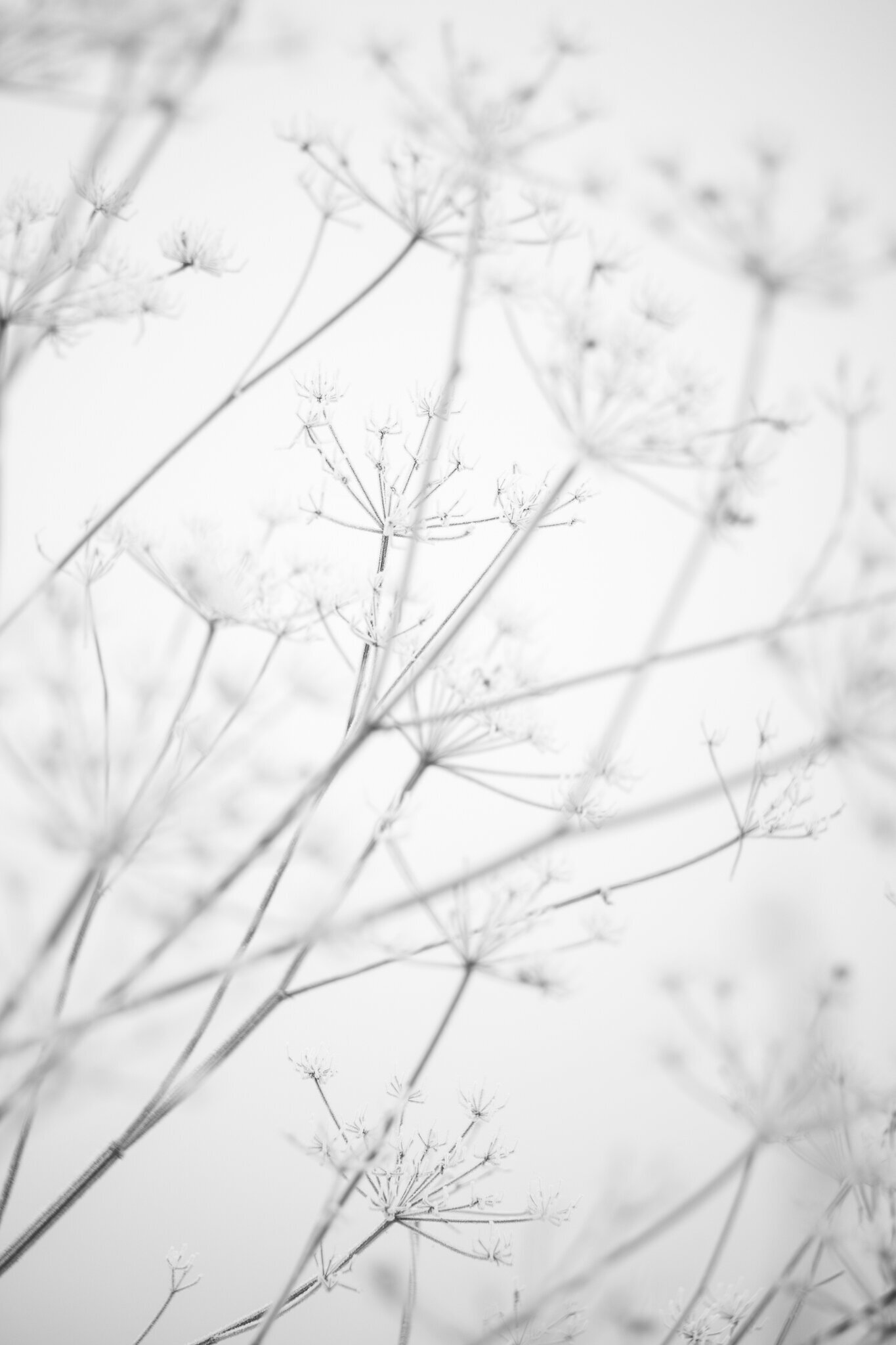 fine_art_photographer _036