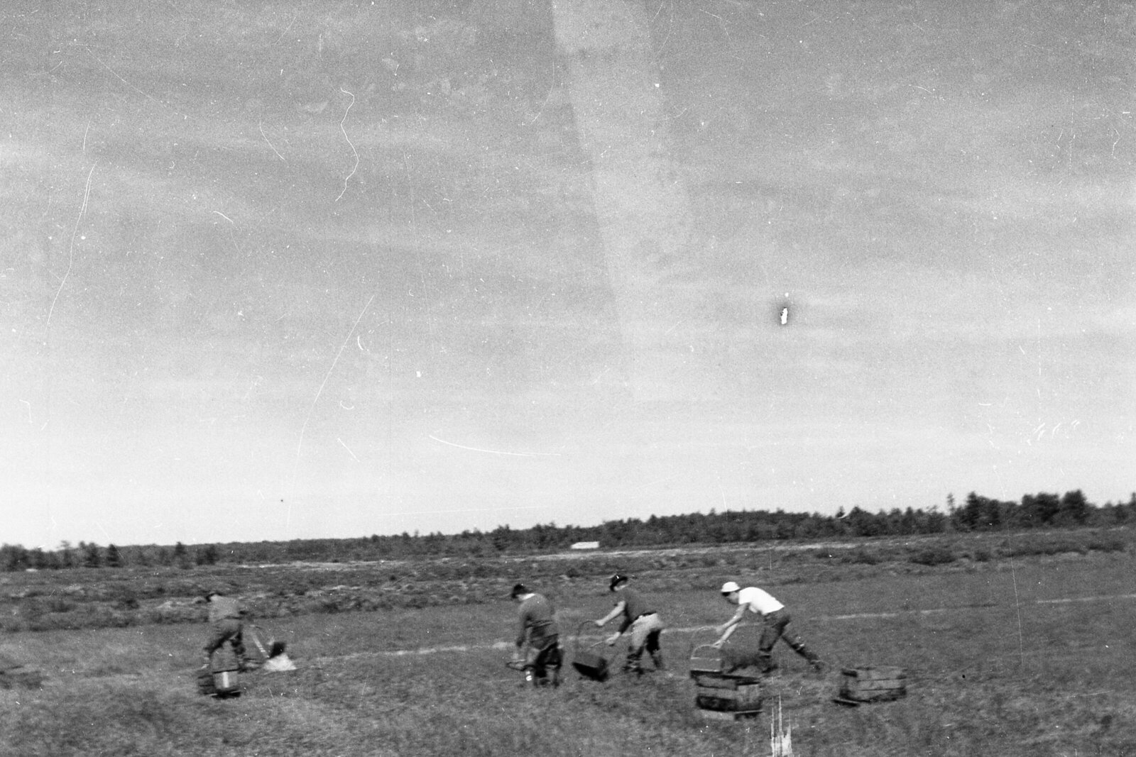 Gen 1 - 1950s Harvest (3)