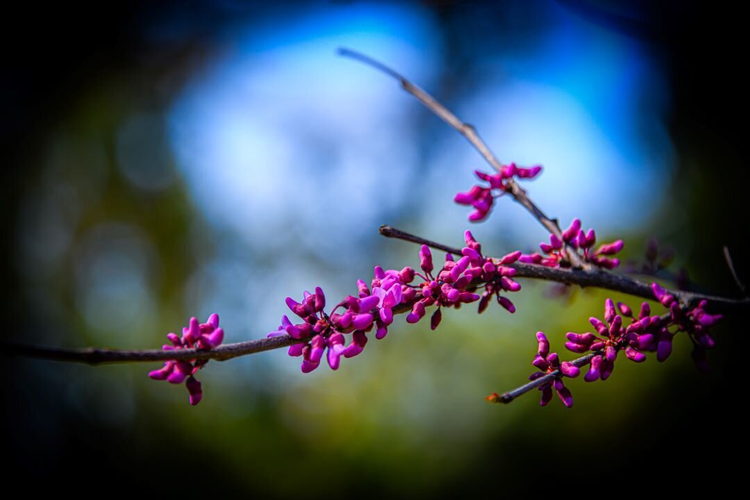 Spring Blooms Sevierville TN