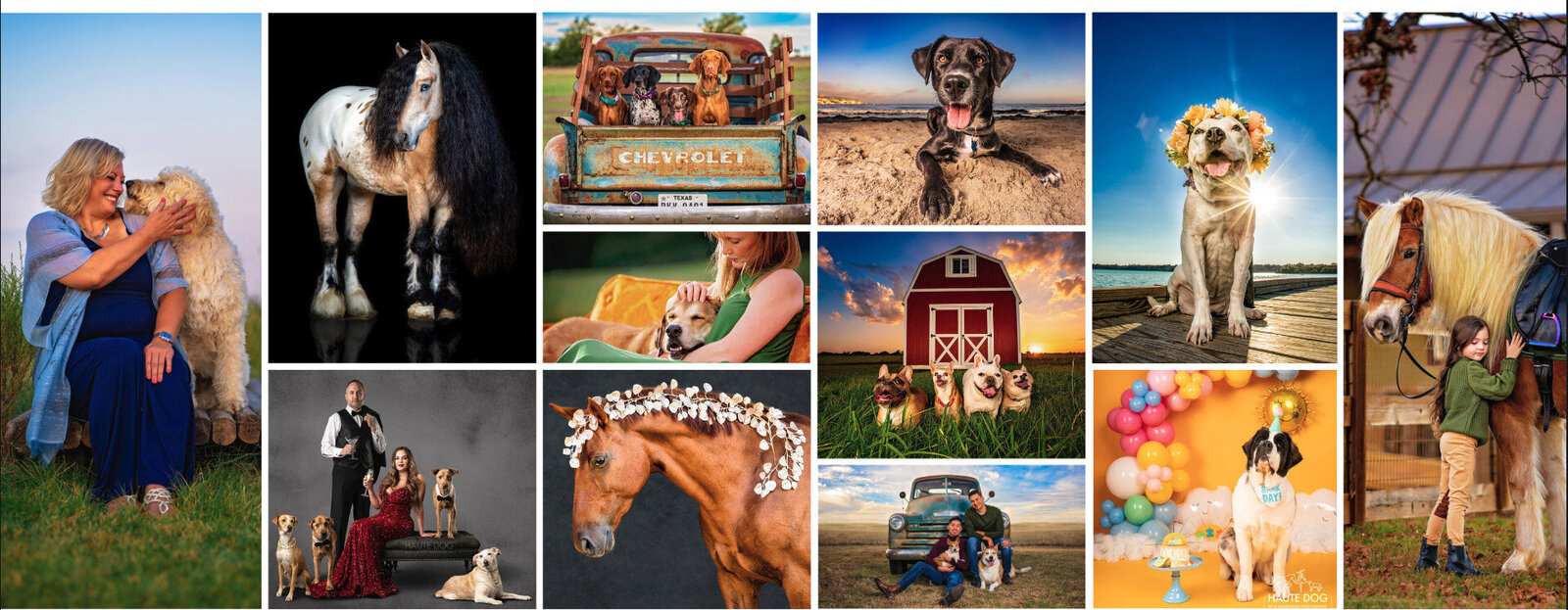 Collage of pet portraits  highlighting the work of Haute Dog Pet Photography around the Dallas-Fort Worth metroplex.