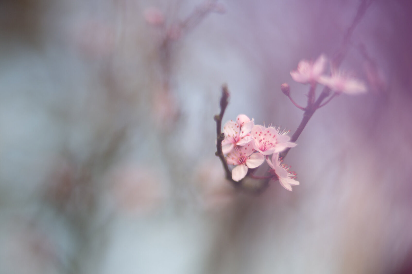 fine_art_photographer _055