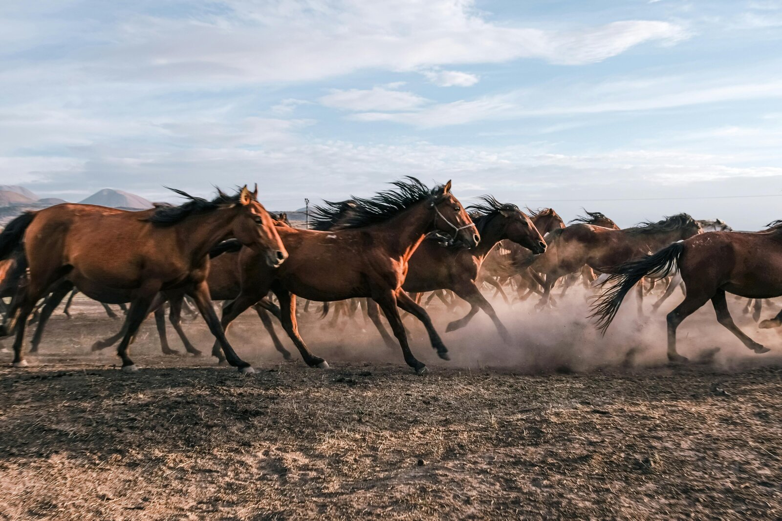 Horses running 