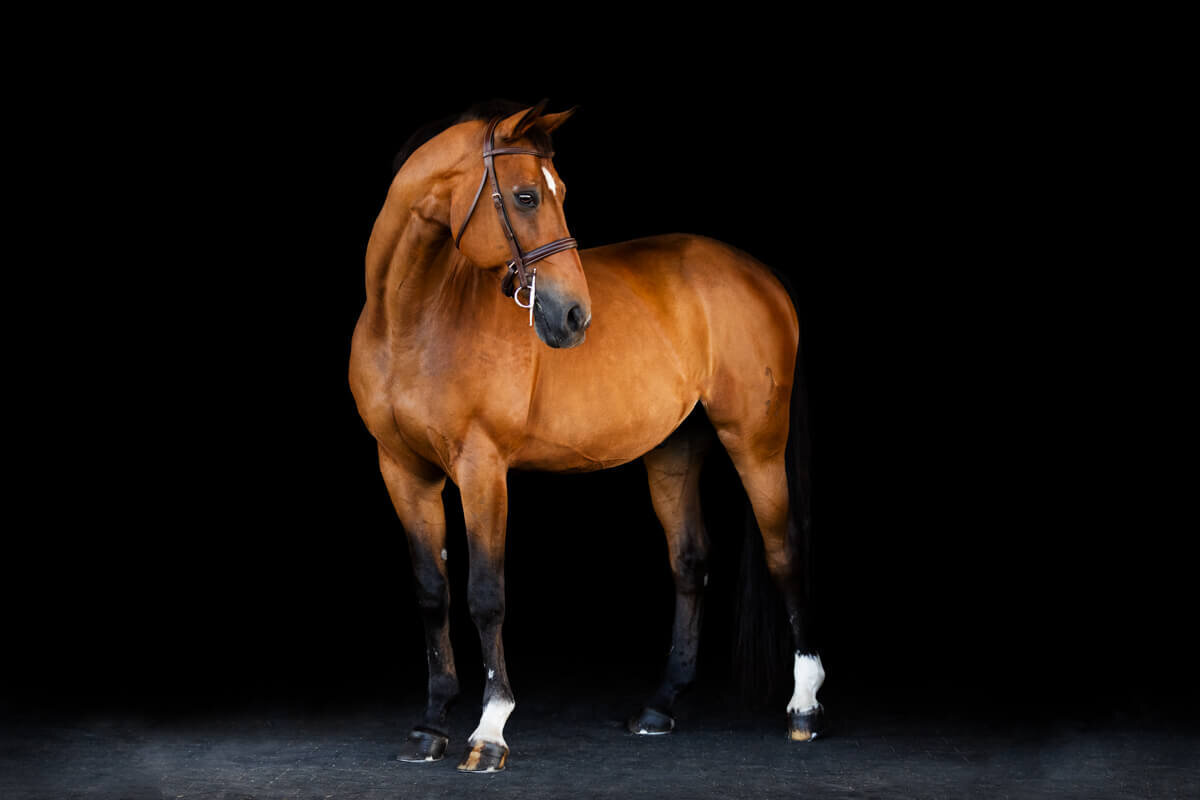 El-Paso-Texas-Fine-Art-Horse-Photographer-006