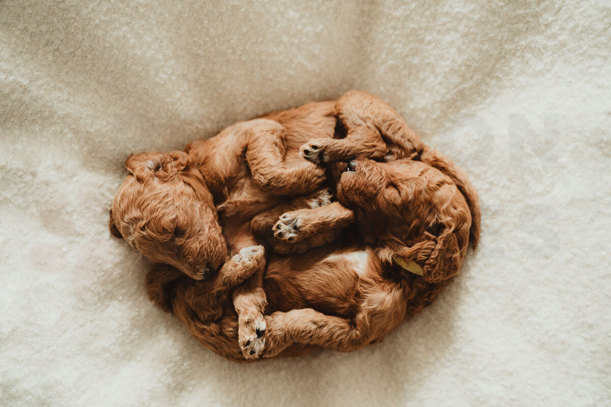 Intense Red Abstract Standard Poodle Puppies-7