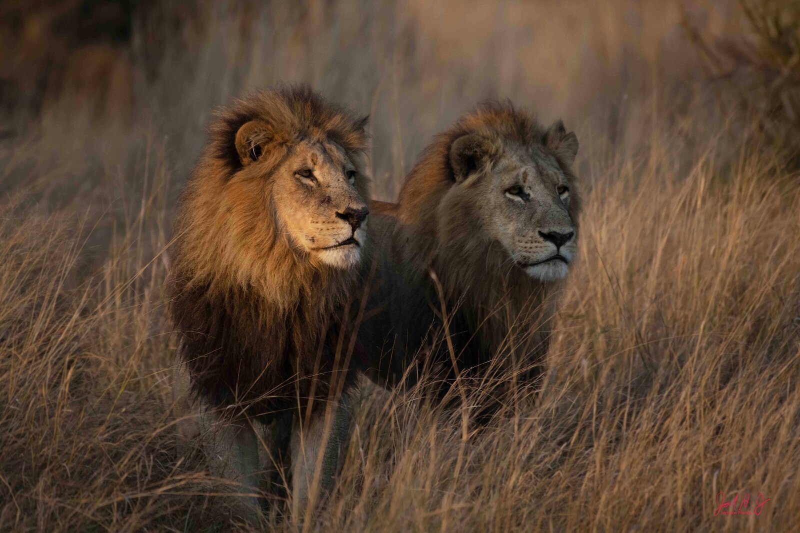 2022 Lions (5)