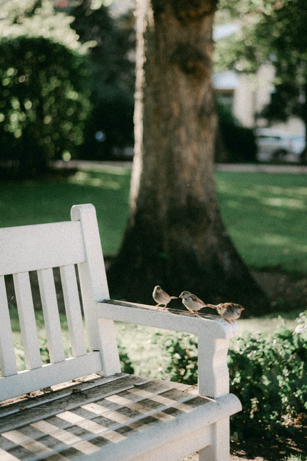 A photograph of  sparrows in a park in Helsinki by photographer Hannika Gabrielsson