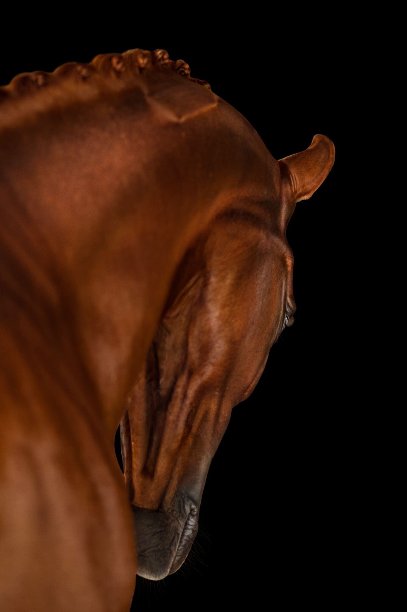 (42). Chestnut Horse arching neck Half Steps Photography