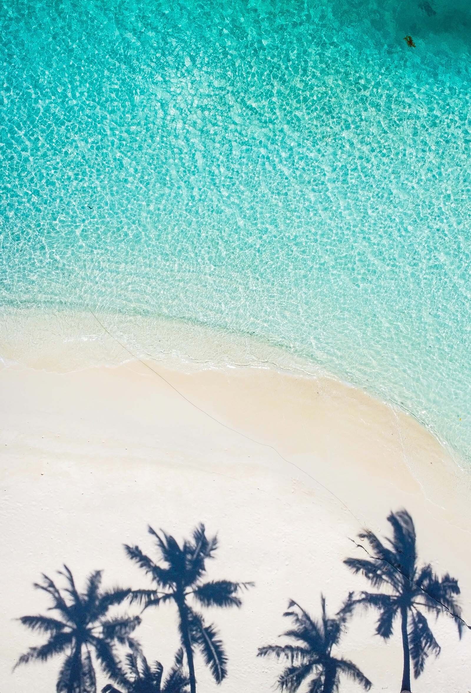 Palm tree image showcasing the Nalluri Skin brand design