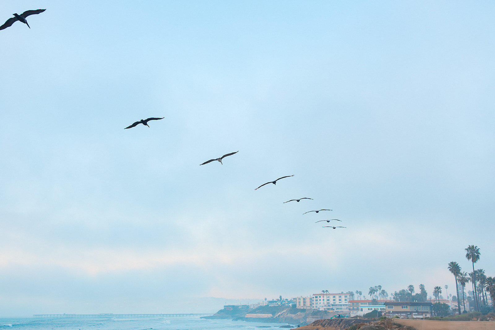 Line of birds fly over San Diego California Coast
