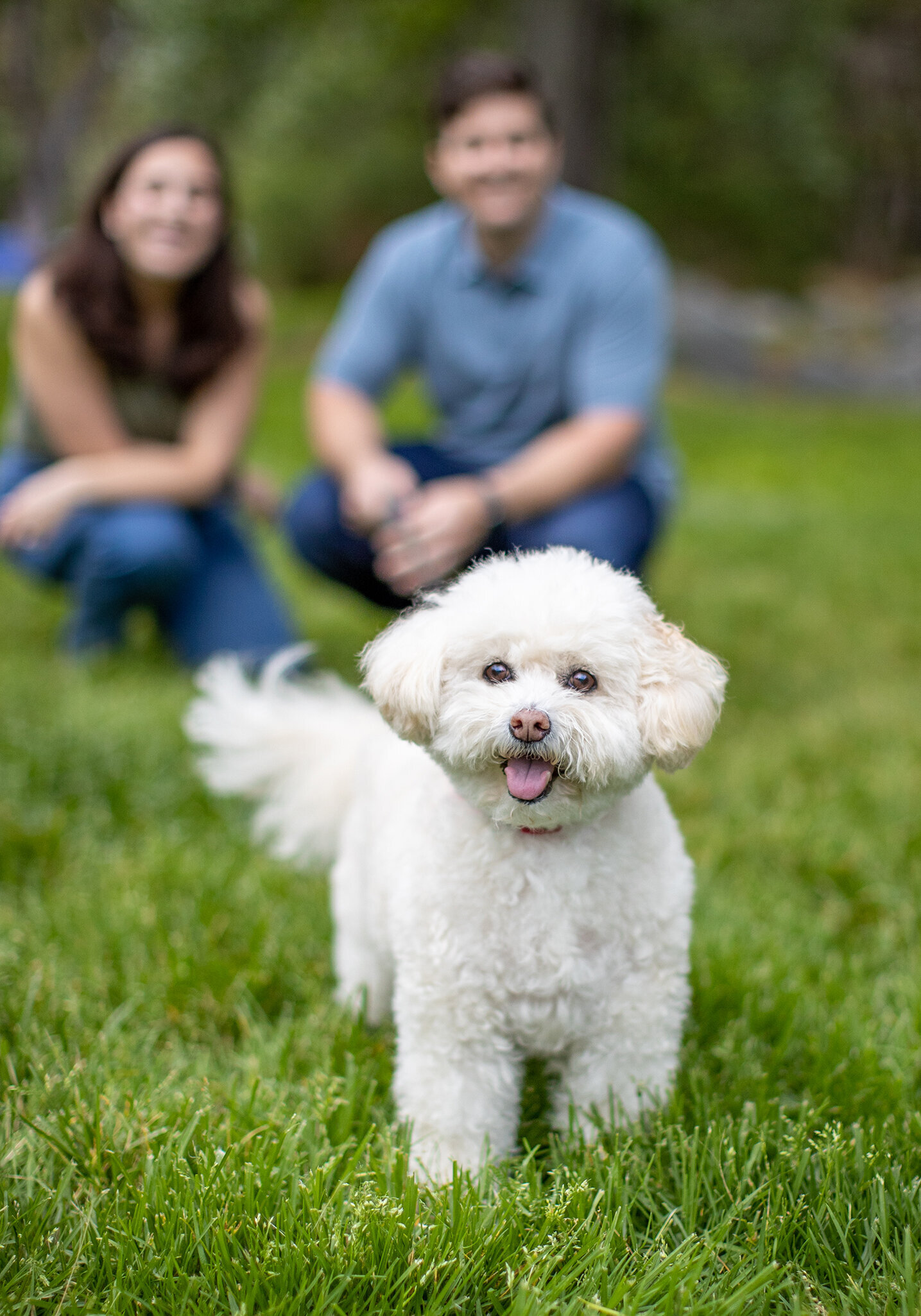 dog product photographer 6 copy