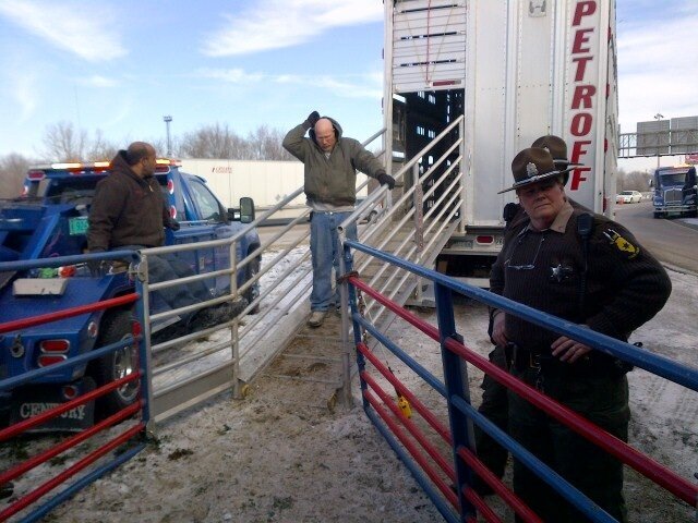 Petroff Towing livestock trailer and pens  in use at truck wreck