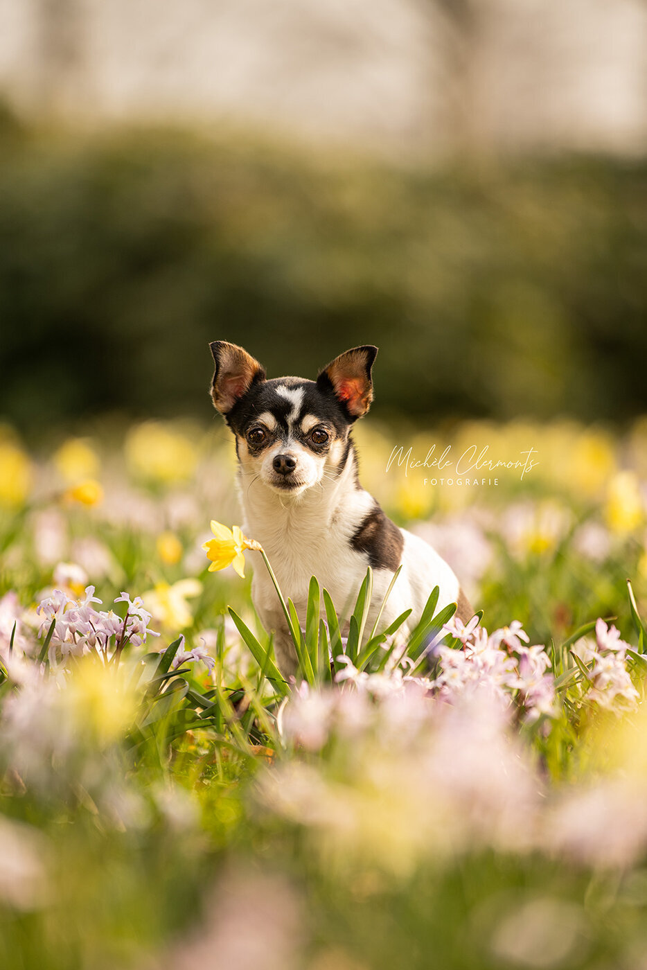 DSC_9628-4-hondenfotografie-michèle clermonts fotografie
