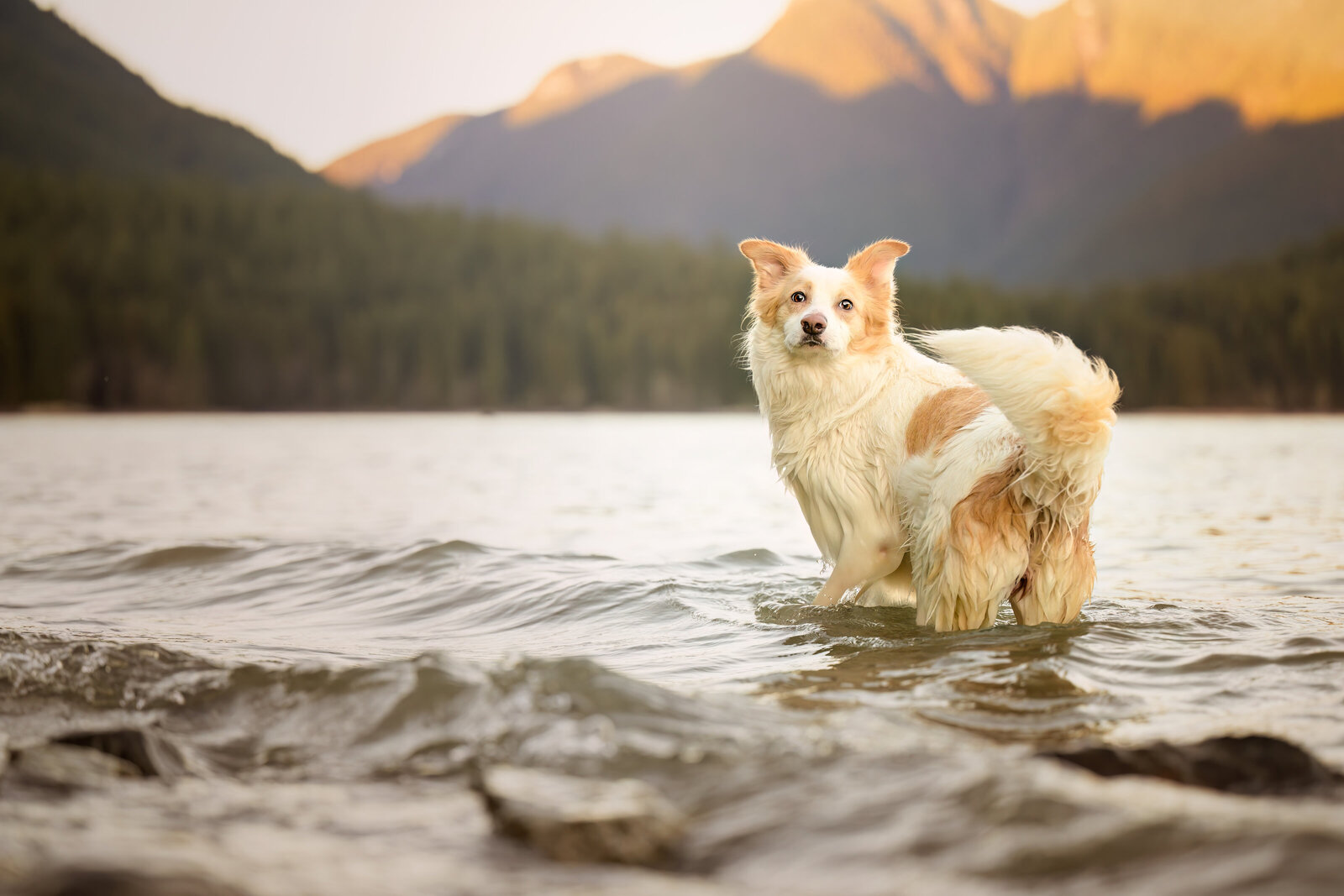 Pets-through-the-Lens-Photography-Maple-Ridge—Golden-Hour-Dog-Portraits