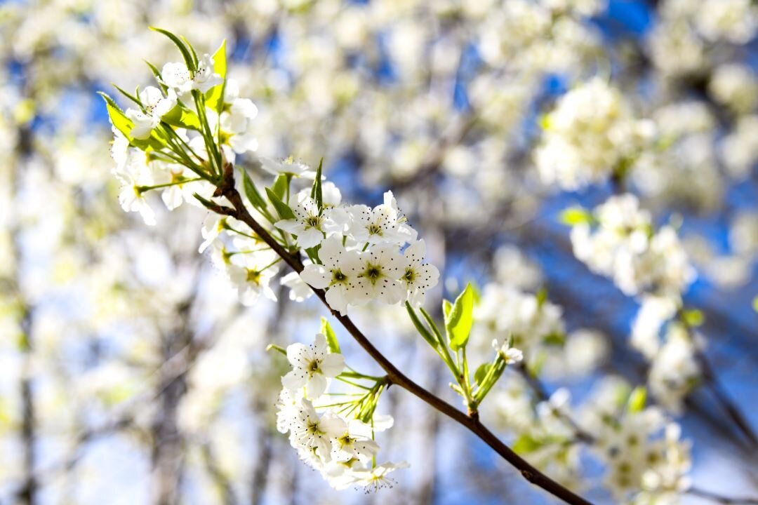 Bradford Pear Kodak TN