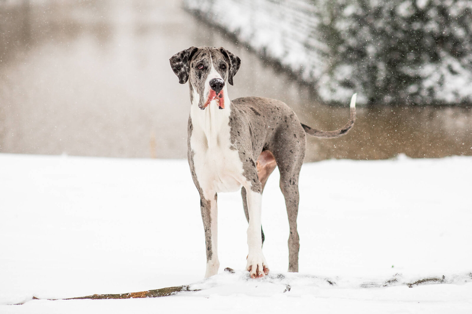 062-20210207-Pretty-Paws-honden-fotografie-den-bosch-duise-dog-sneeuw-HR