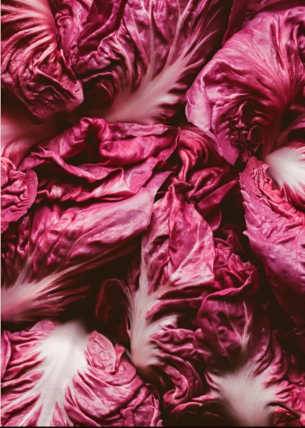 London-food-photografer-alicja-sieronski-radicchio