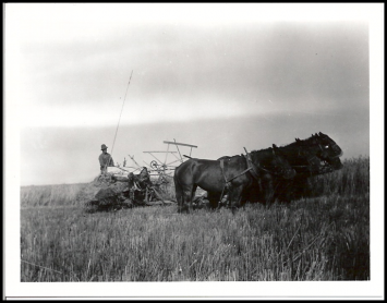 Horse Drawn Wheat Harvest