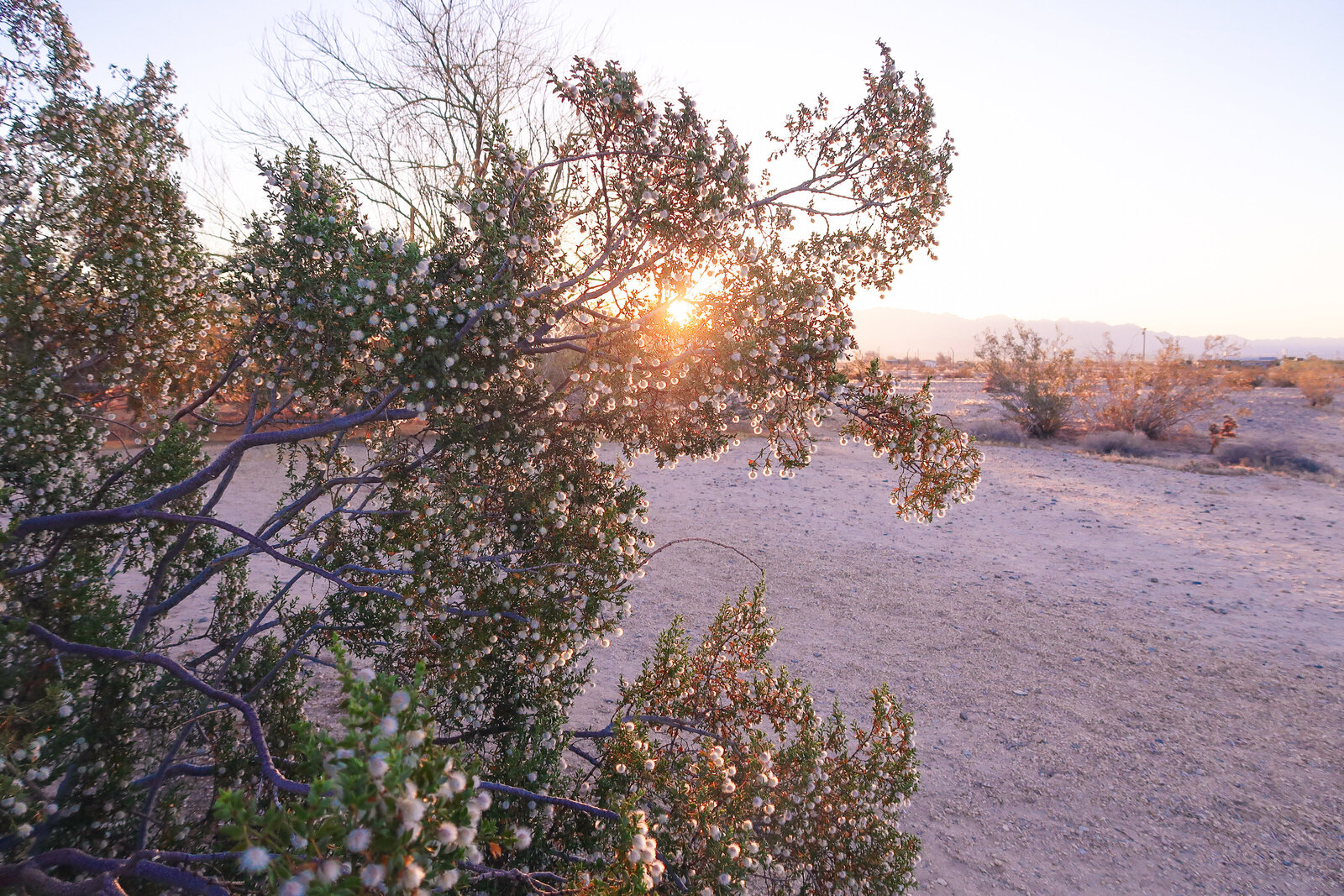 joshua-tree-yoga-retreat-national-park-arizona-desert-2