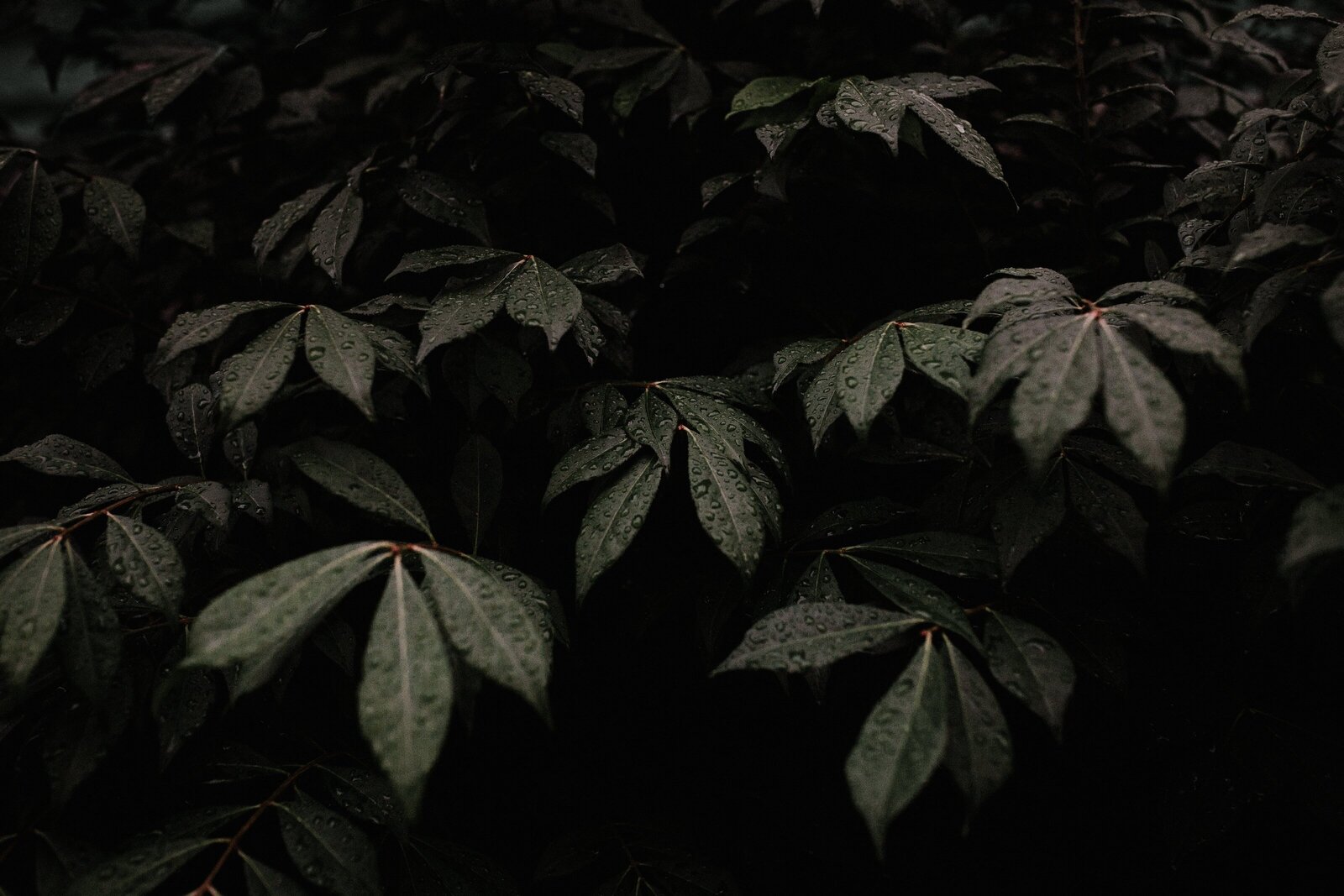 pexels-andrew-neel-3178786