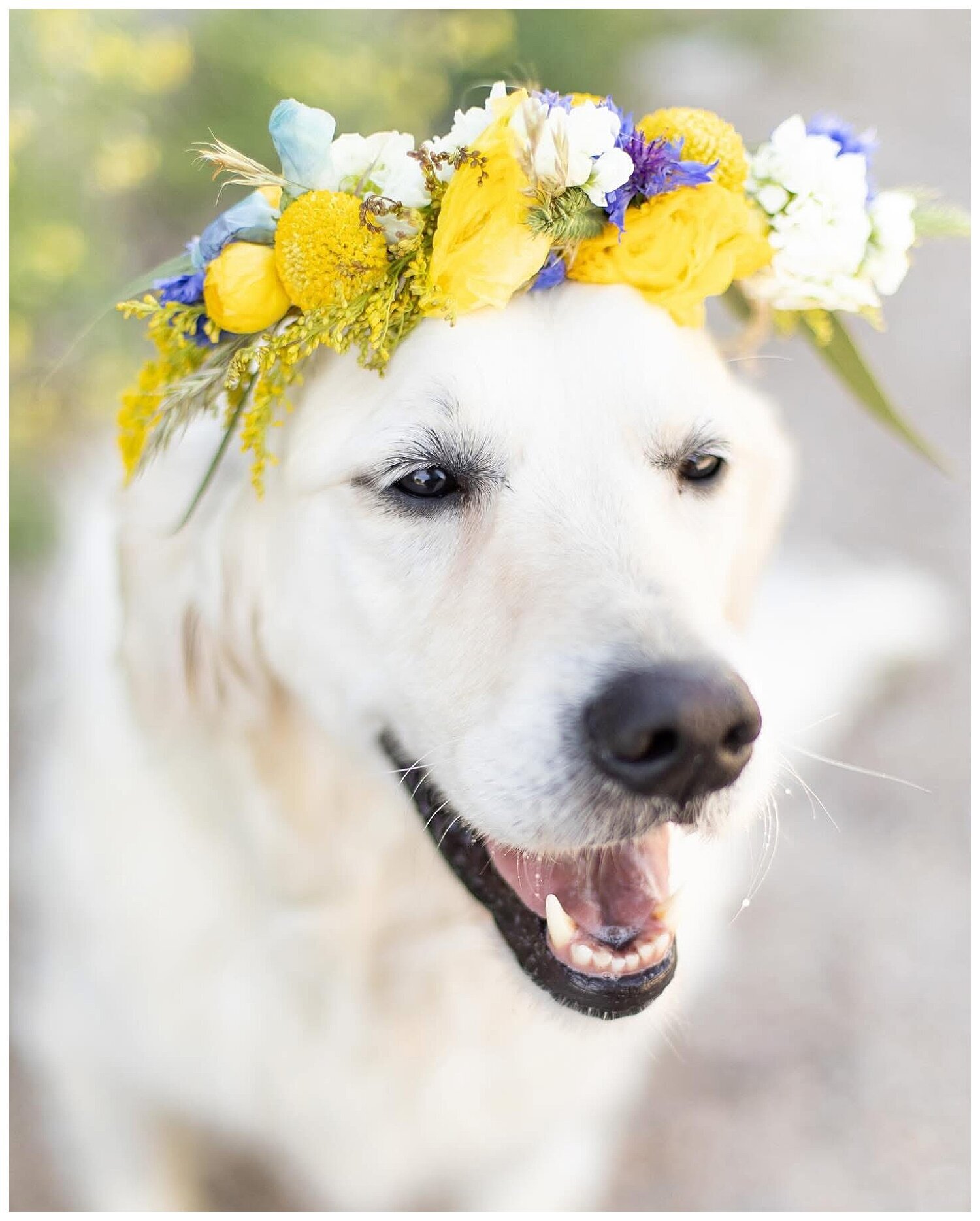 Diary of a Retriever_1115