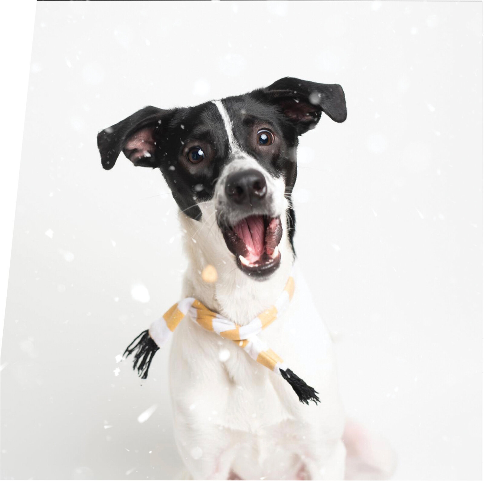dog snow cute