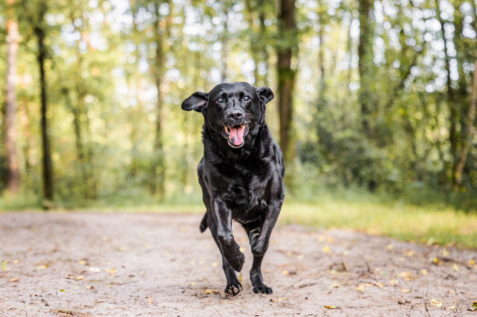 Actiefotografie honden