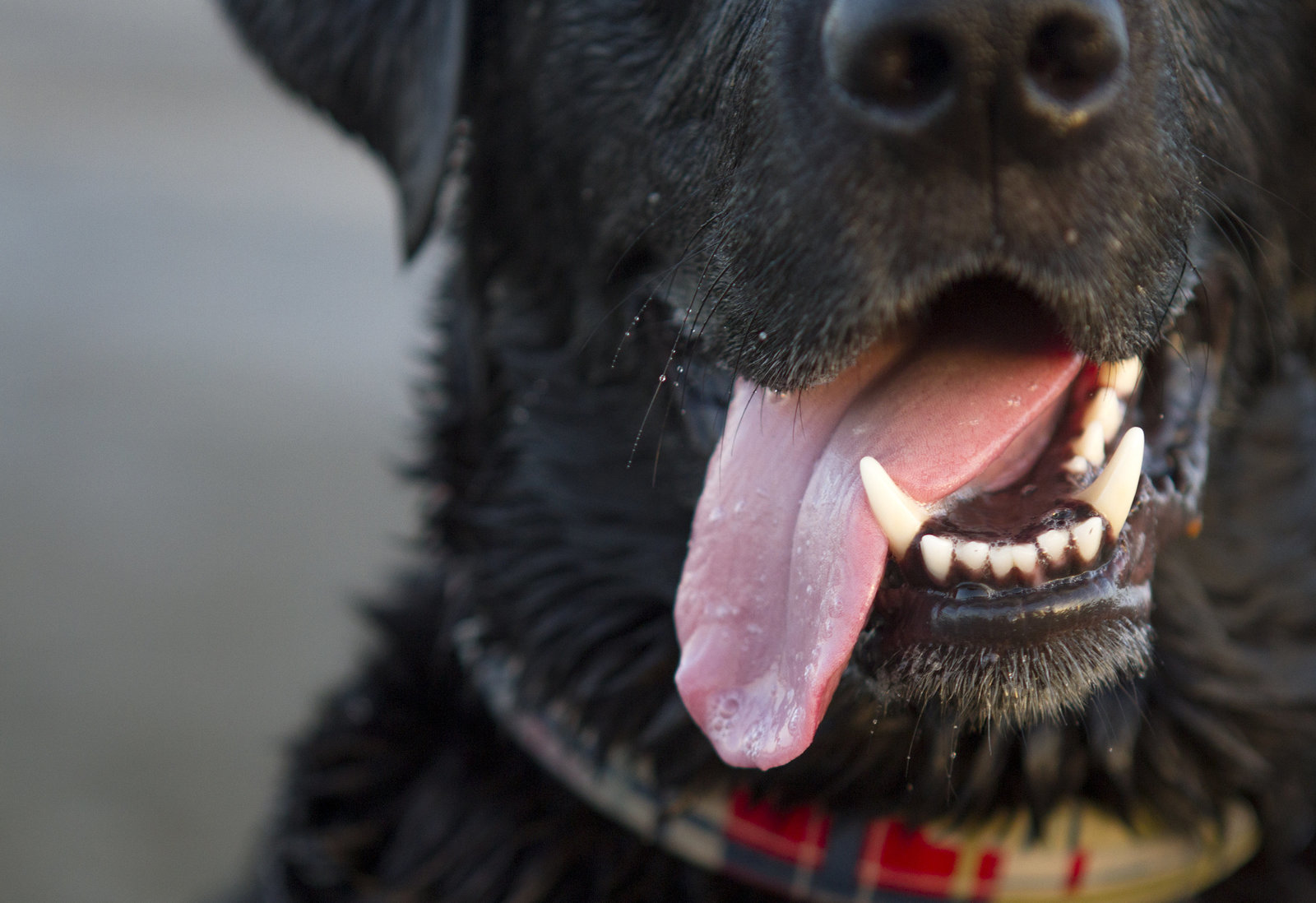 dog photographer san diego