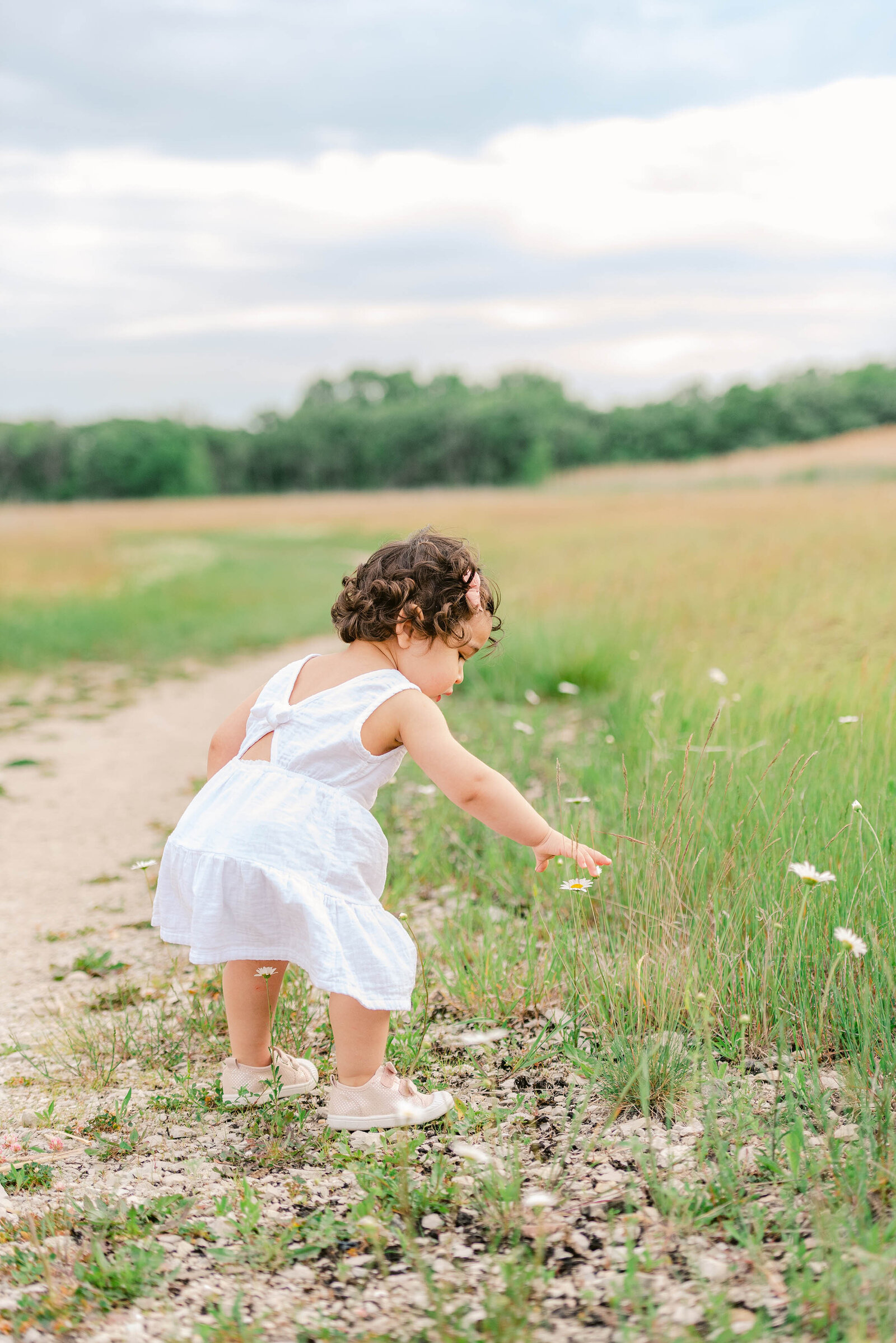 Little girl in white dress picking white flowers in a field