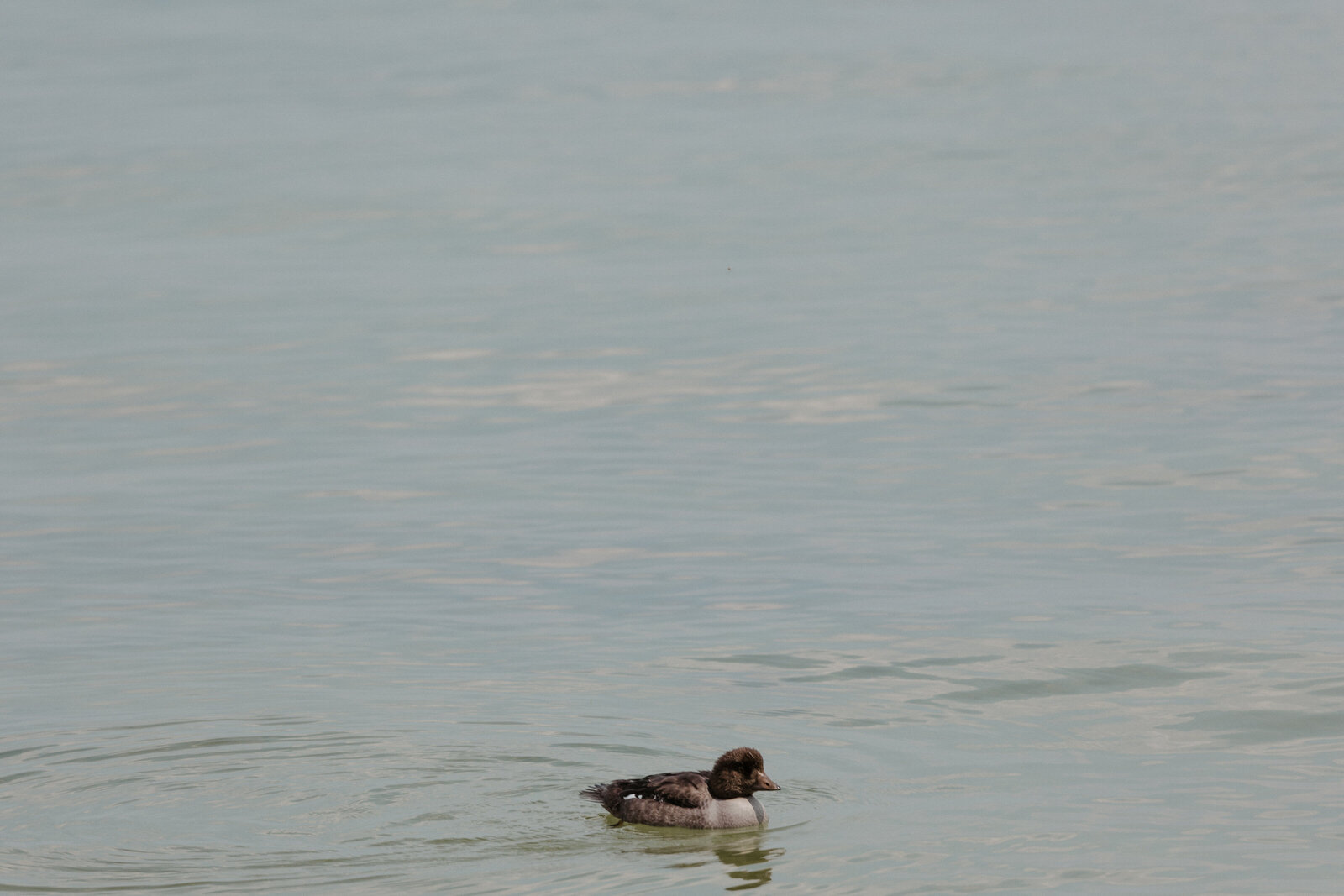 Yellowstone Wildlife