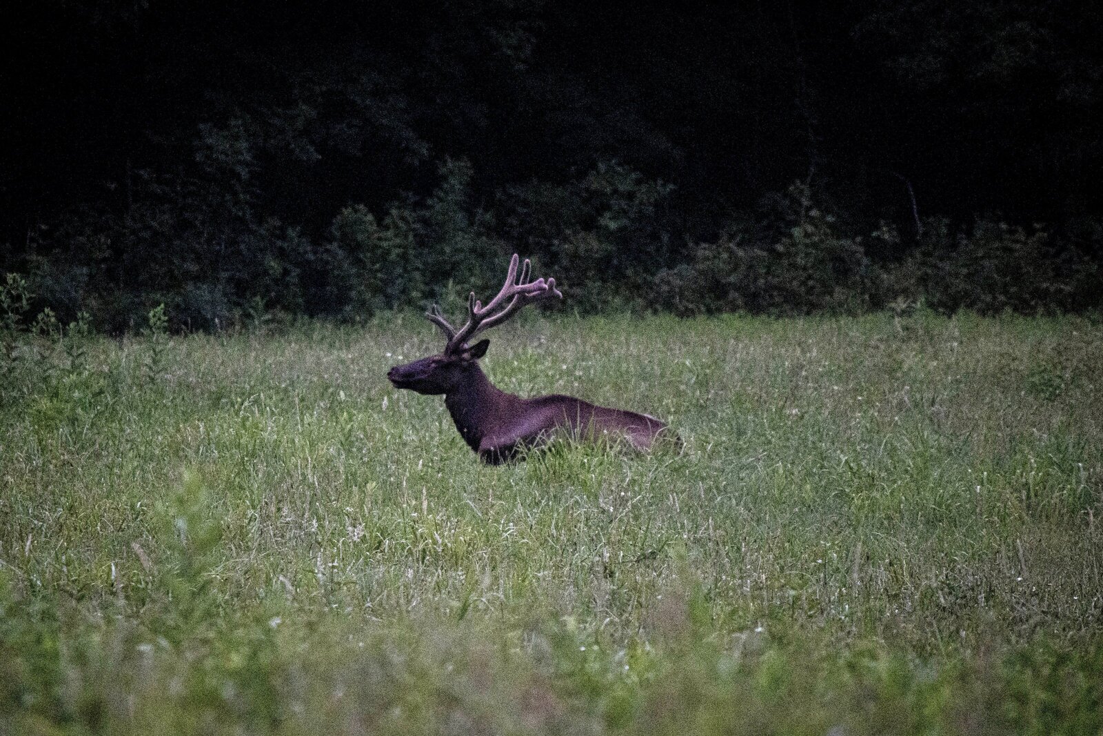 Great Smoky Mountain Elk buck3_Beastbird Media