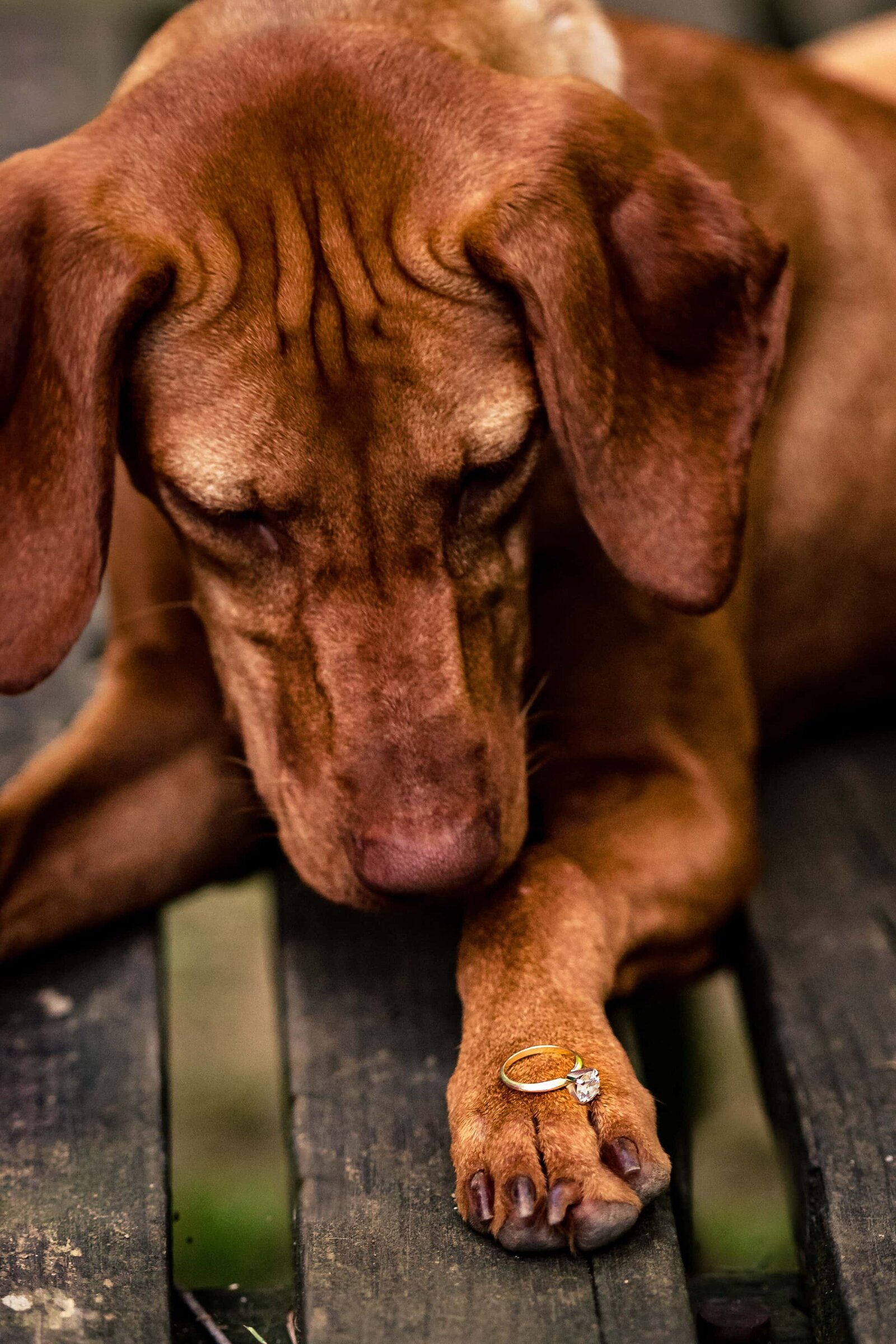 viszla puppy looks at engagement ring balanced on her paw