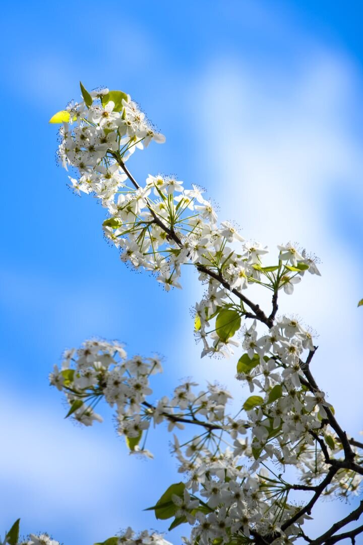 Bradford Pear Wears Valley  TN