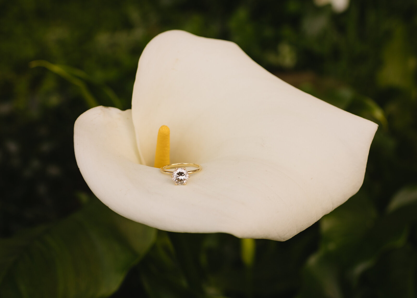 Los_Angeles_Arboretum_Engagement15789
