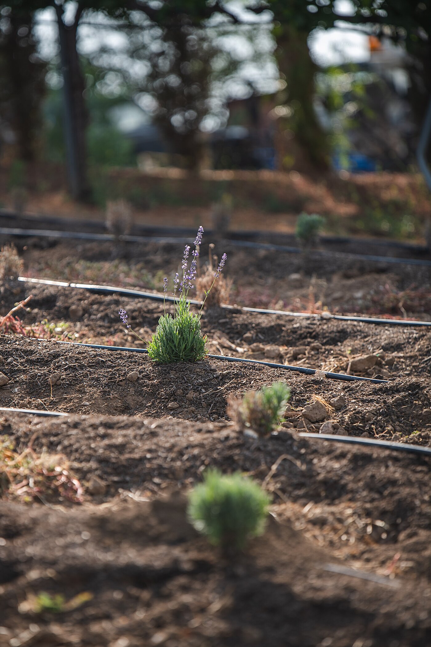 Cort-Mace-Photography-San-Diego-Business-Branding-Temecula-Lavendar-Company-_0018