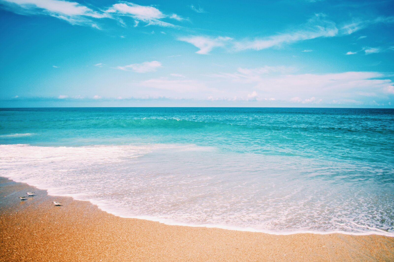 Image of a beach with a gentle wave crashing and small sea birds walking on the sand