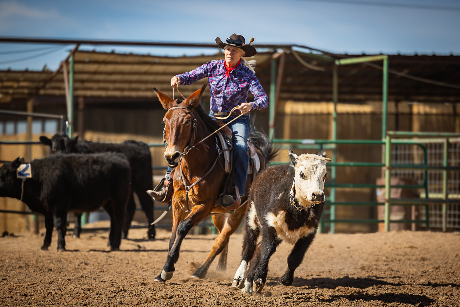 New-Mexico-Horse-Show-Photographer-006