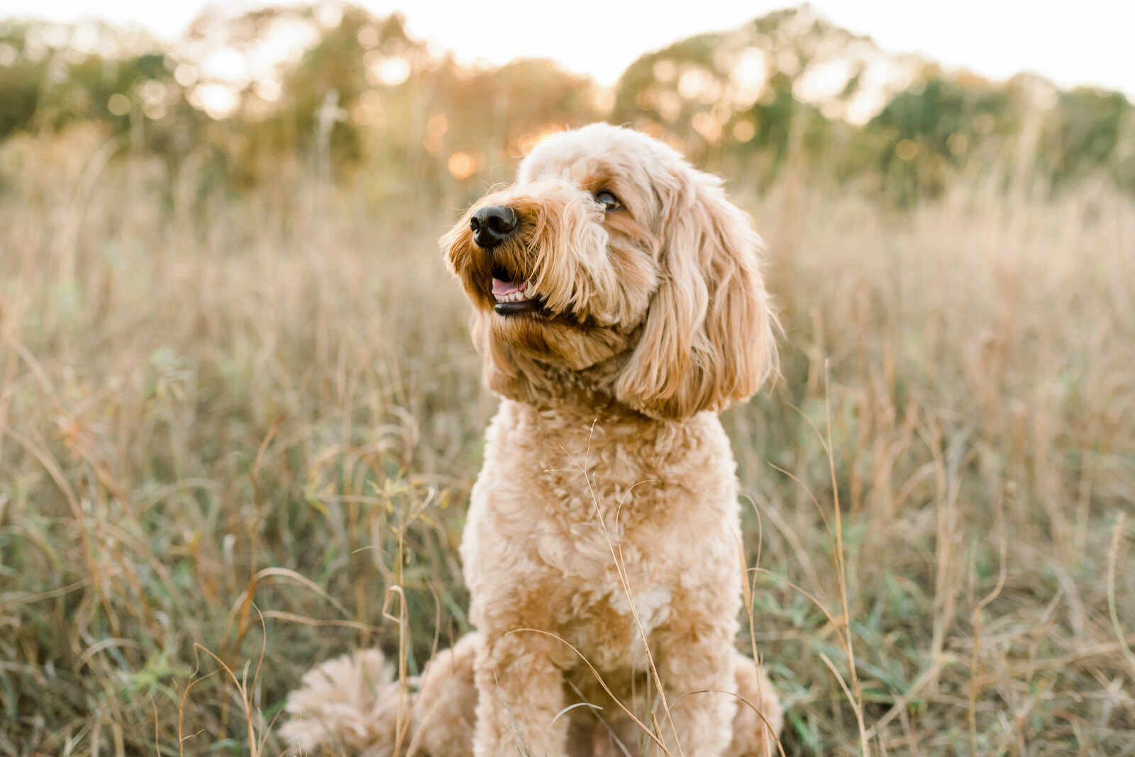 Goldendoodle Photo Session-16