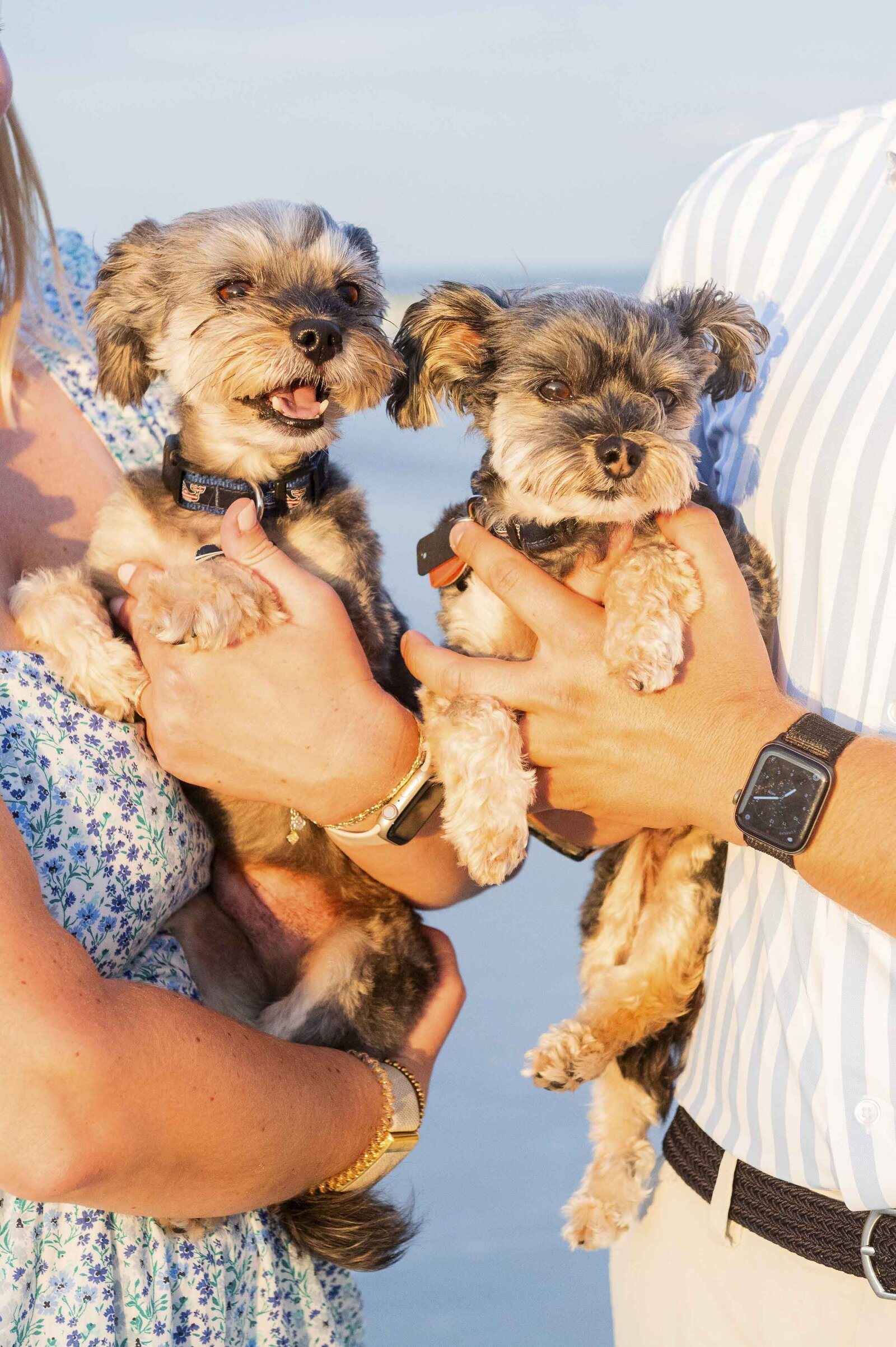 dogs on hilton head island beach