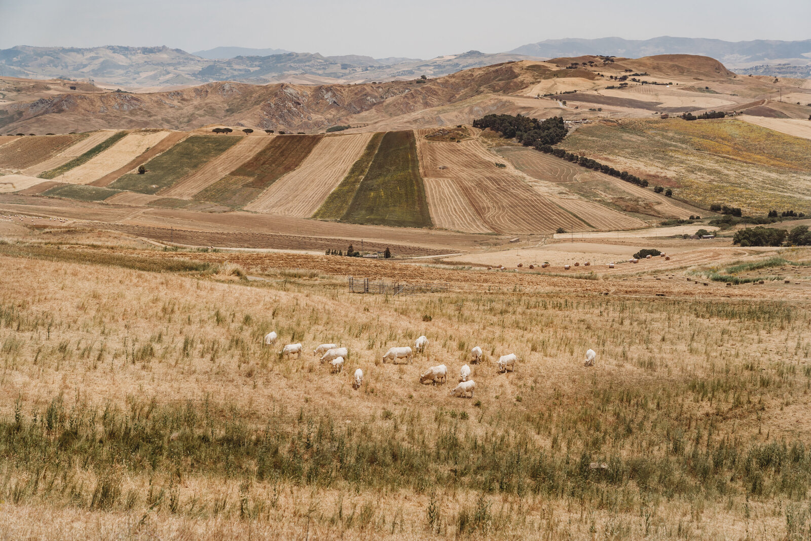 Sicilian Countryside 