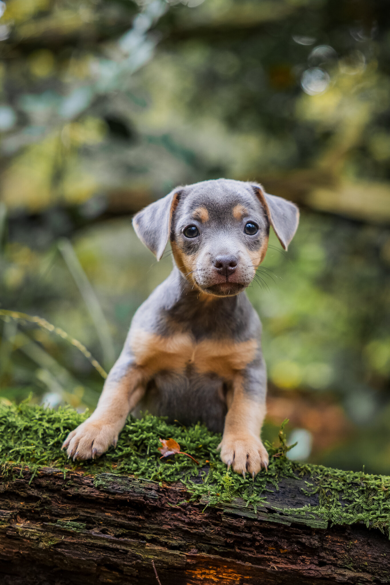 Puppy fotografie