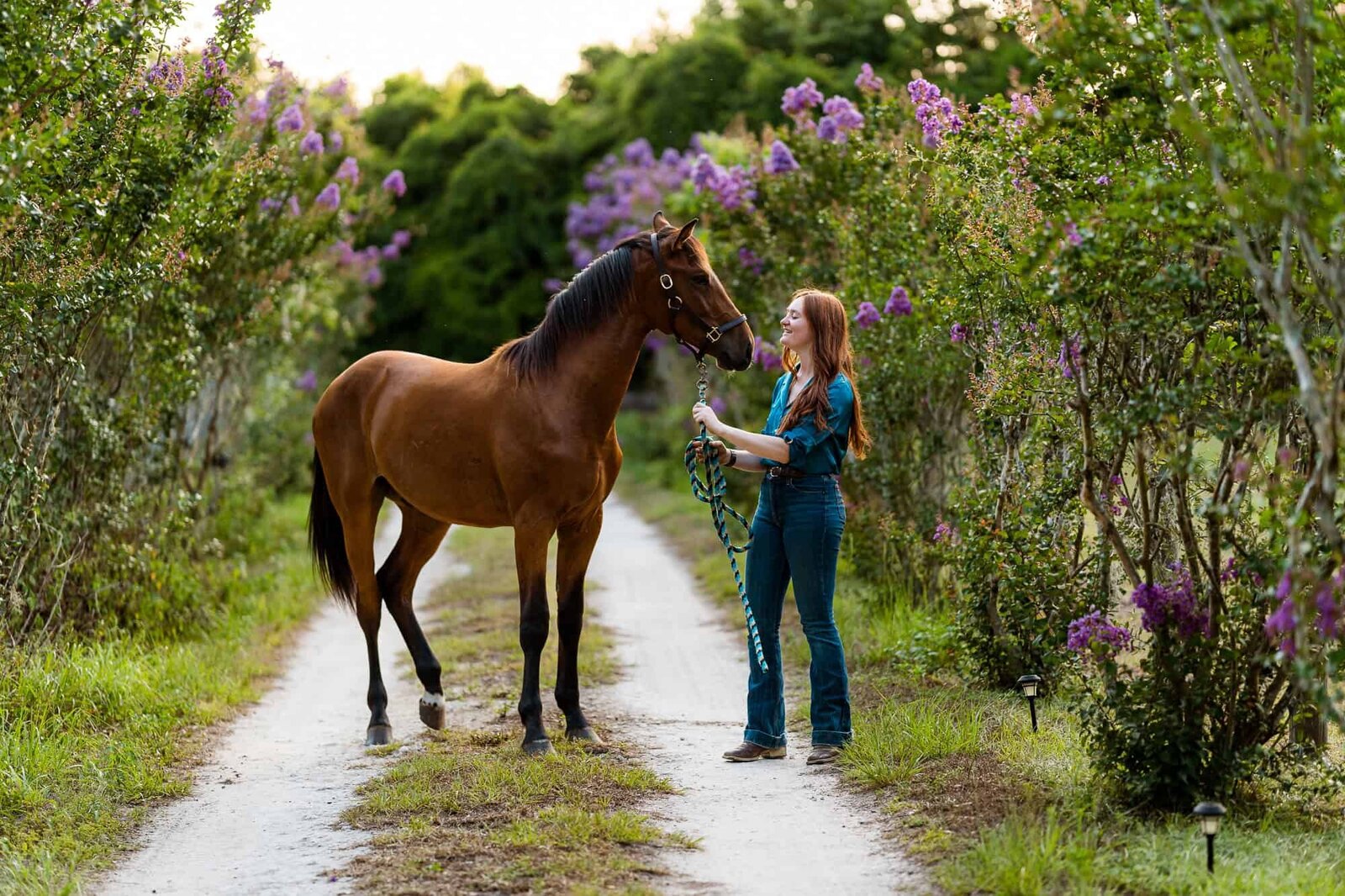 Wellington Horse Photographer