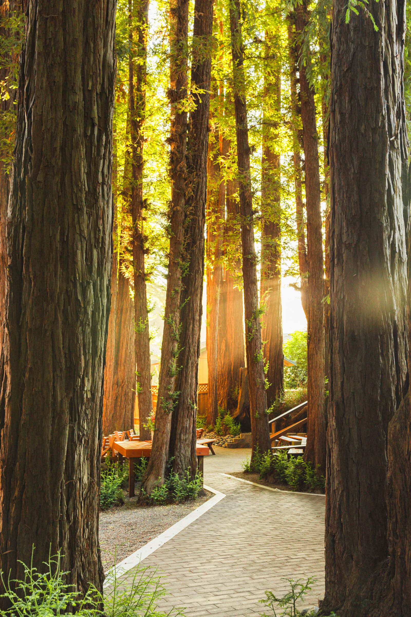 Redwoods Wedding 110