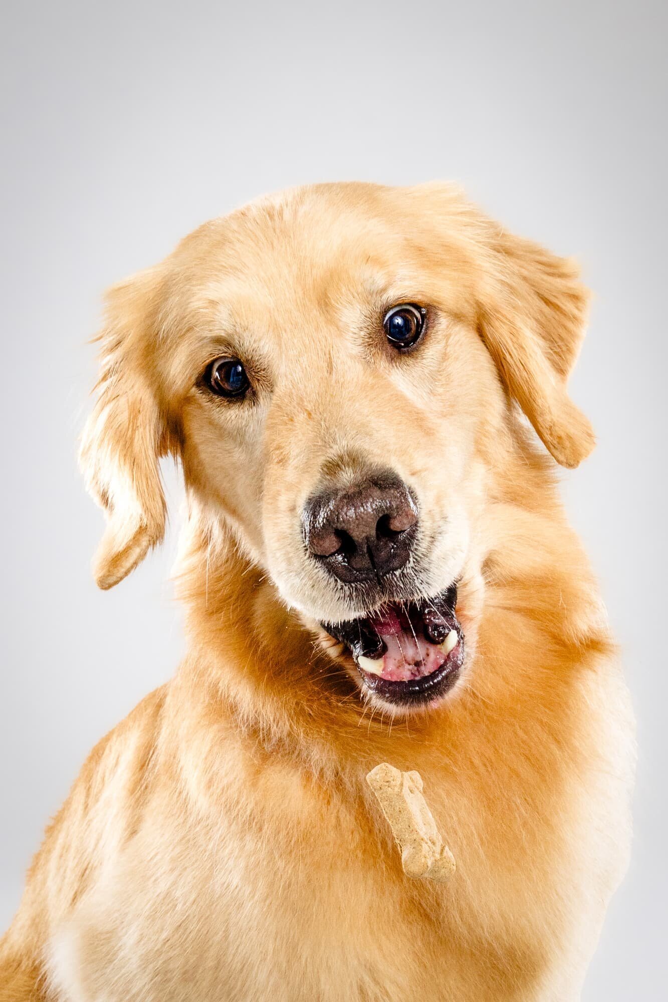 The Beloved Pup Photo Studios - Alabama Dog + Pet Photographer - Commercial Dog Photography 11