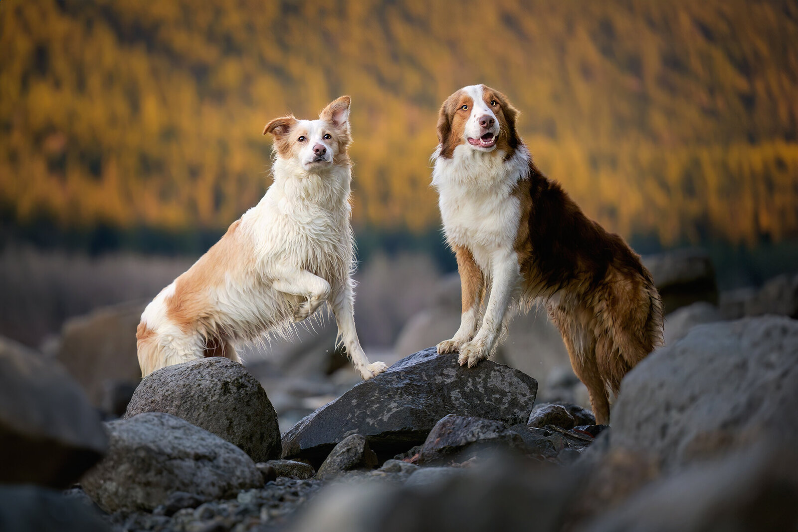 Pets-through-the-Lens-Photography-Maple-Ridge—Golden-Hour-Dog-Portraits