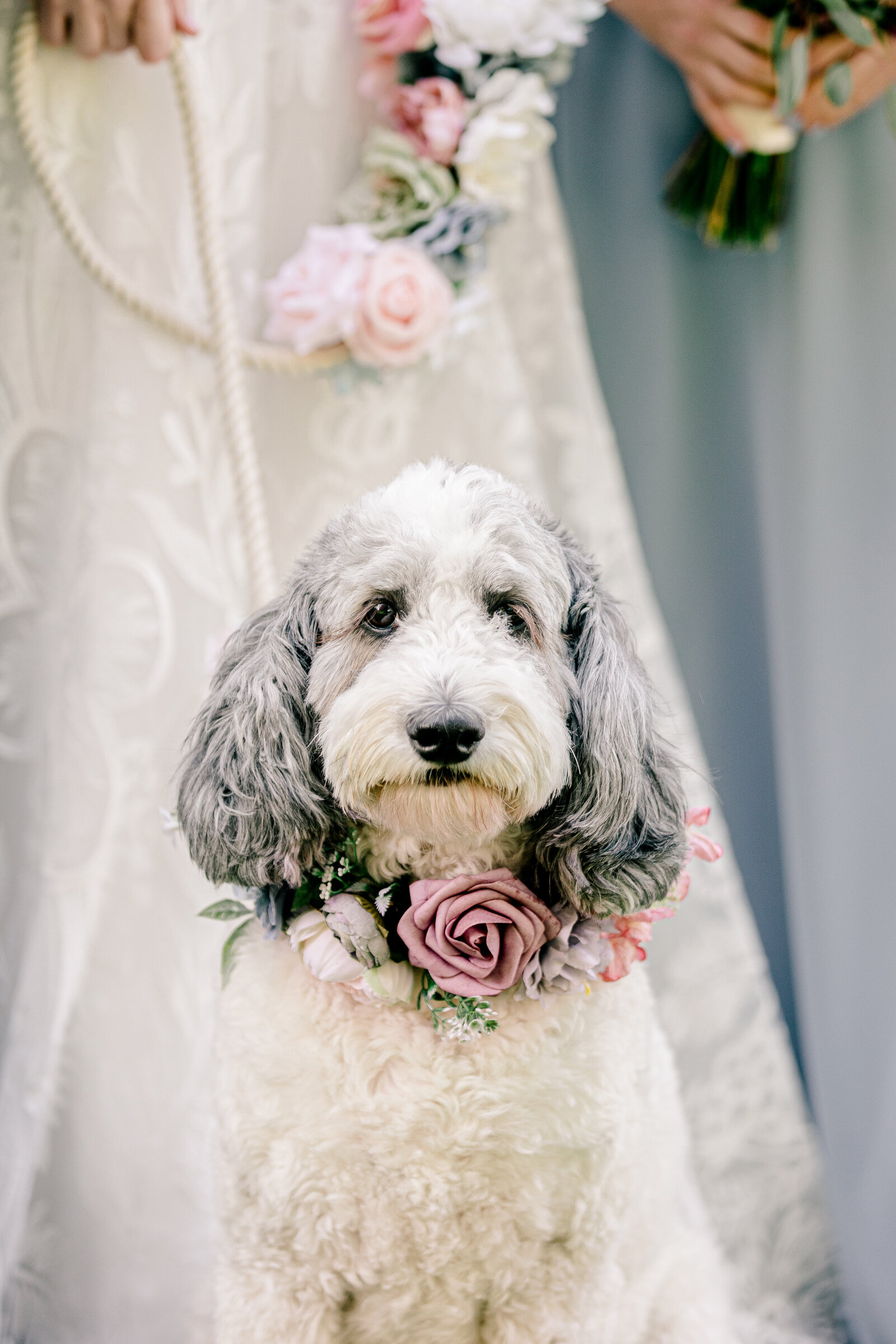A close up portrait of the flower dog at a wedding at Blue Hill Farm in Loudoun County Virginia